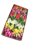 Kytica tulipán x 9