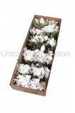 Kytica orchidea x 9