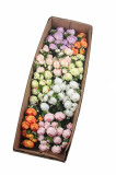 Kytica ranunculus x 9