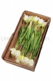 Kytica tulipán x5 viaz. guma